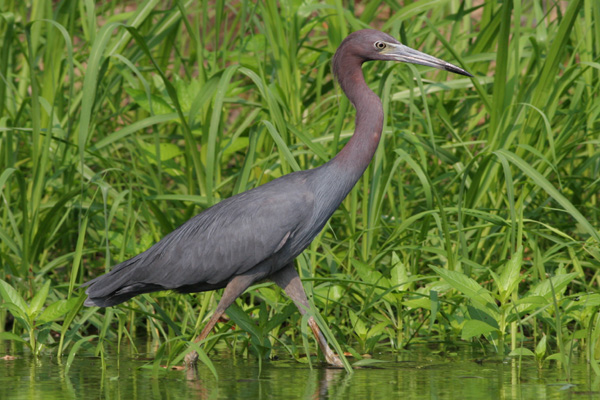 Little Blue Heron wading, Brier Creek, Burke County Georgia Little Blue Heron wading, Brier Creek, Burke County Georgia
